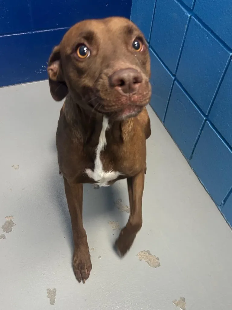 A young medium-sized female Labrador Retriever dog named Lil Sprout for adoption in Hartsville, SC