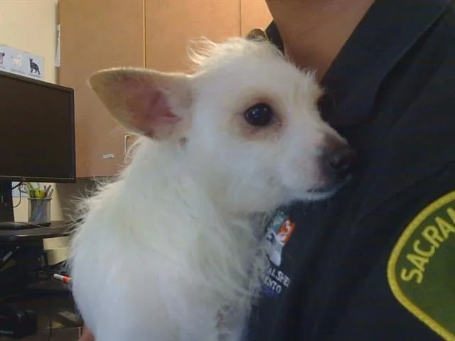 A young medium-sized male Cairn Terrier dog named Rocky for adoption in Sacramento, CA