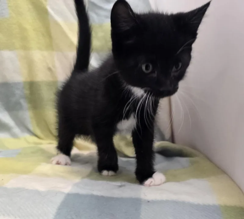 A baby small-sized male Domestic Short Hair cat named Pingu for adoption in Dickson, TN