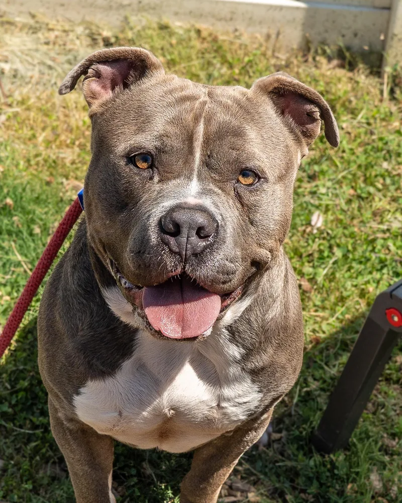 An adult large-sized male Mixed Breed dog named Othello for adoption in Chamblee, GA