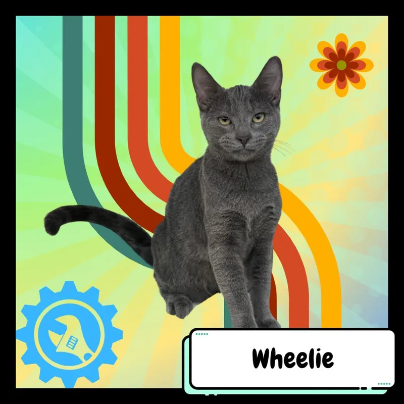 Wheelie thumbnail 2