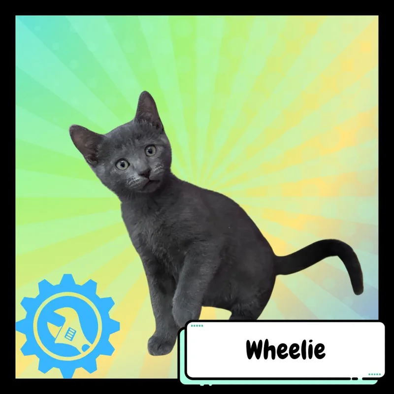 Wheelie thumbnail 5