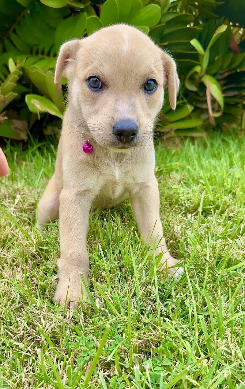 Ms. Biscuit  Loves