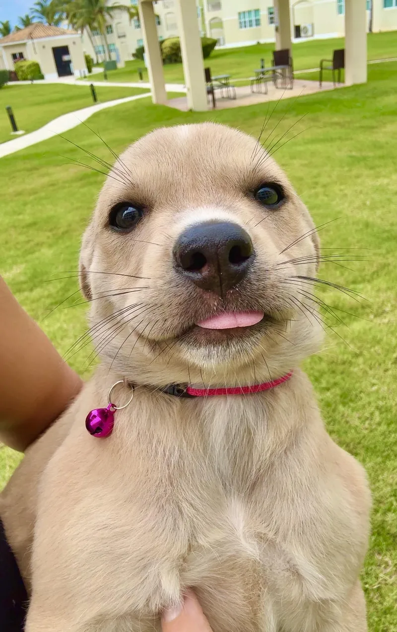 Ms. Biscuit  Loves thumbnail 2