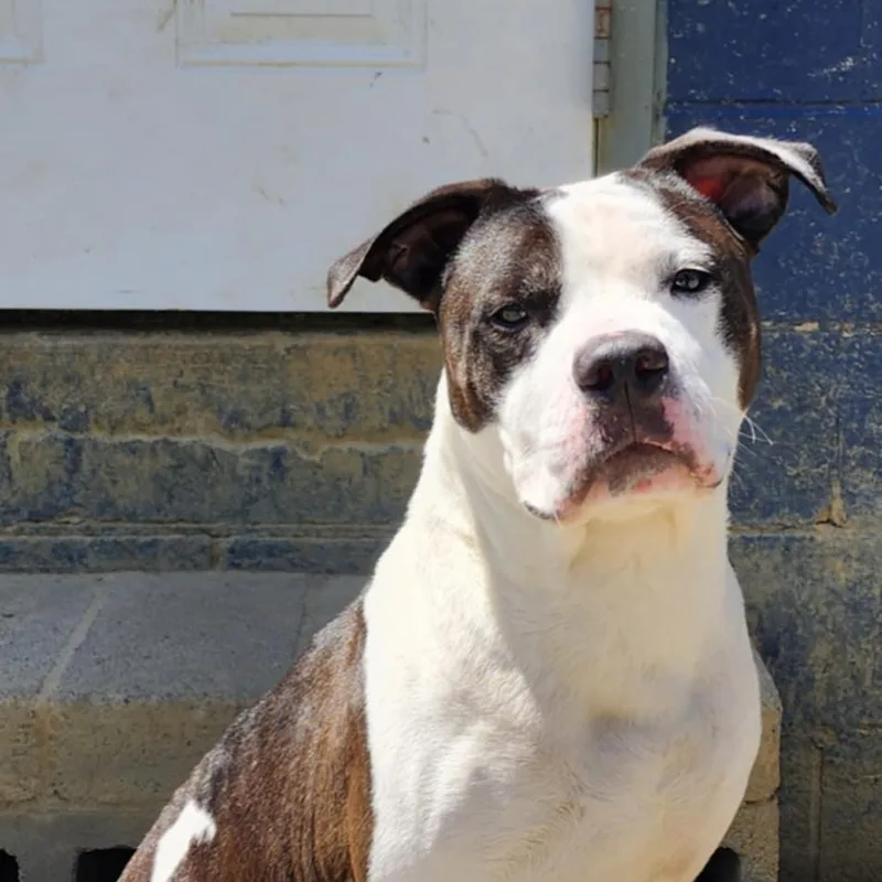 An adult medium-sized male Tricolor (Brown, Black, & White) Pit Bull Terrier dog named Shadow for adoption in Chuckey, TN