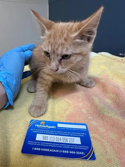 A baby medium-sized female Domestic Short Hair cat named Tangerine for adoption in San Luis Obispo, CA