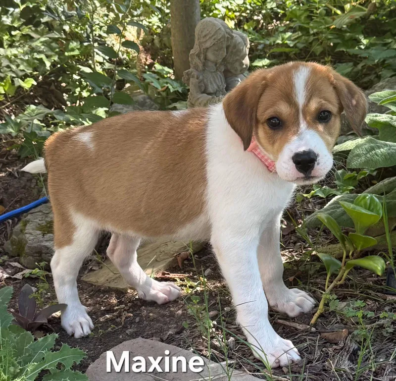 Puppy Maxine