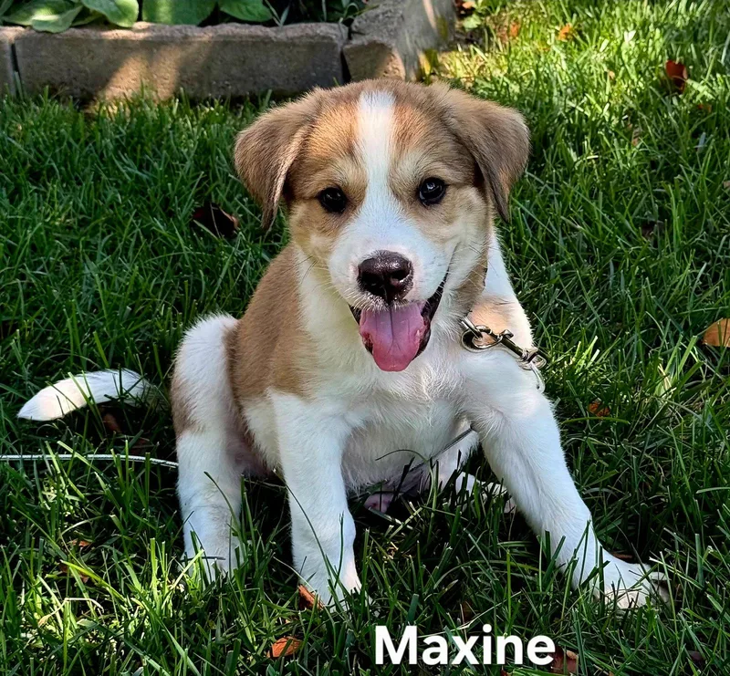Puppy Maxine thumbnail 2