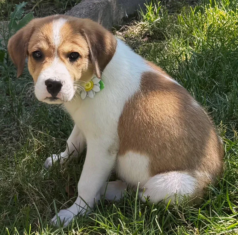 Puppy Maxine thumbnail 3