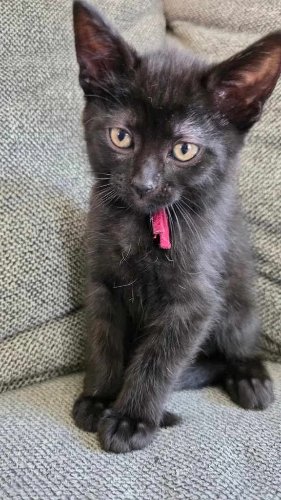 A baby small-sized female Domestic Short Hair cat named Strawberry for adoption in Fond Du Lac, WI
