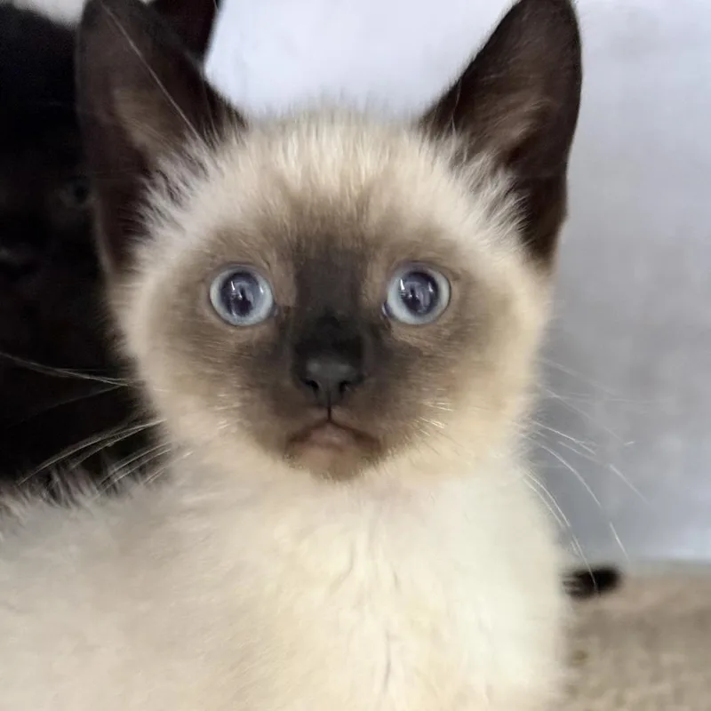 A baby small-sized male Cream / Ivory Domestic Short Hair cat named Ford for adoption in Fresno, CA