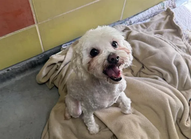 An adult small-sized female Shih Tzu dog named Collette for adoption in Palo Alto, CA