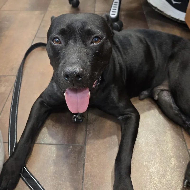 A senior medium-sized female Black Mixed Breed dog named Lazana for adoption in Naples, FL