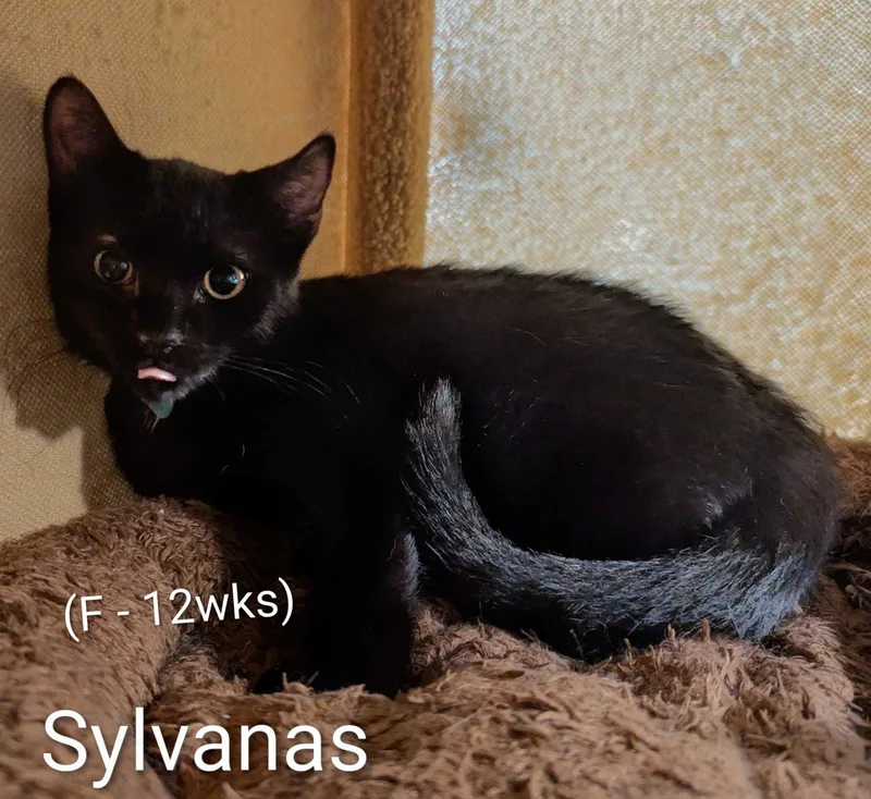 A young small-sized female Black Domestic Short Hair cat named Sylvanus for adoption in Seven Valleys, PA