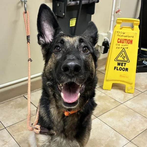 An adult large-sized female German Shepherd Dog dog named Winnie for adoption in Troutdale, OR