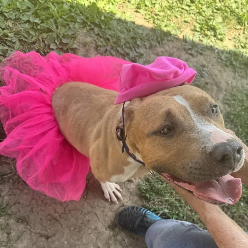 An adult small-sized female Yellow / Tan / Blond / Fawn Pit Bull Terrier dog named Cora for adoption in Rock Falls, IL
