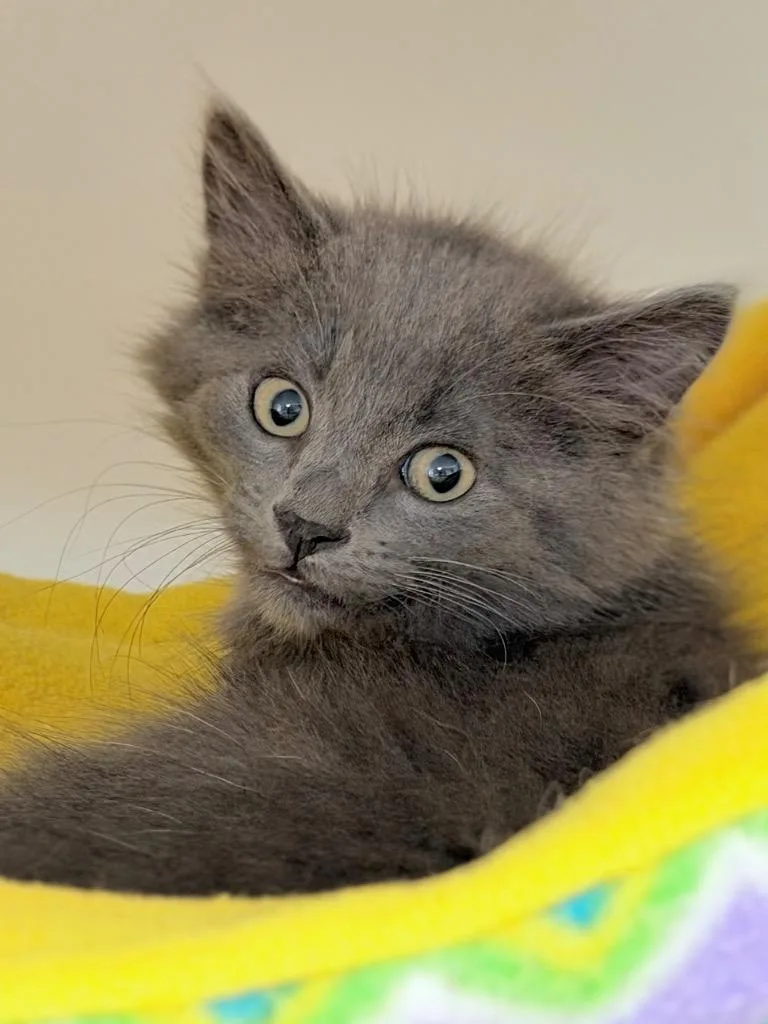 A baby medium-sized male Domestic Short Hair cat named Wakanda for adoption in Menomonie, WI