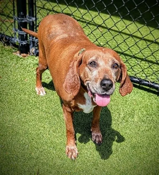 A senior large-sized female Redbone Coonhound dog named Martha for adoption in Clyde, NC