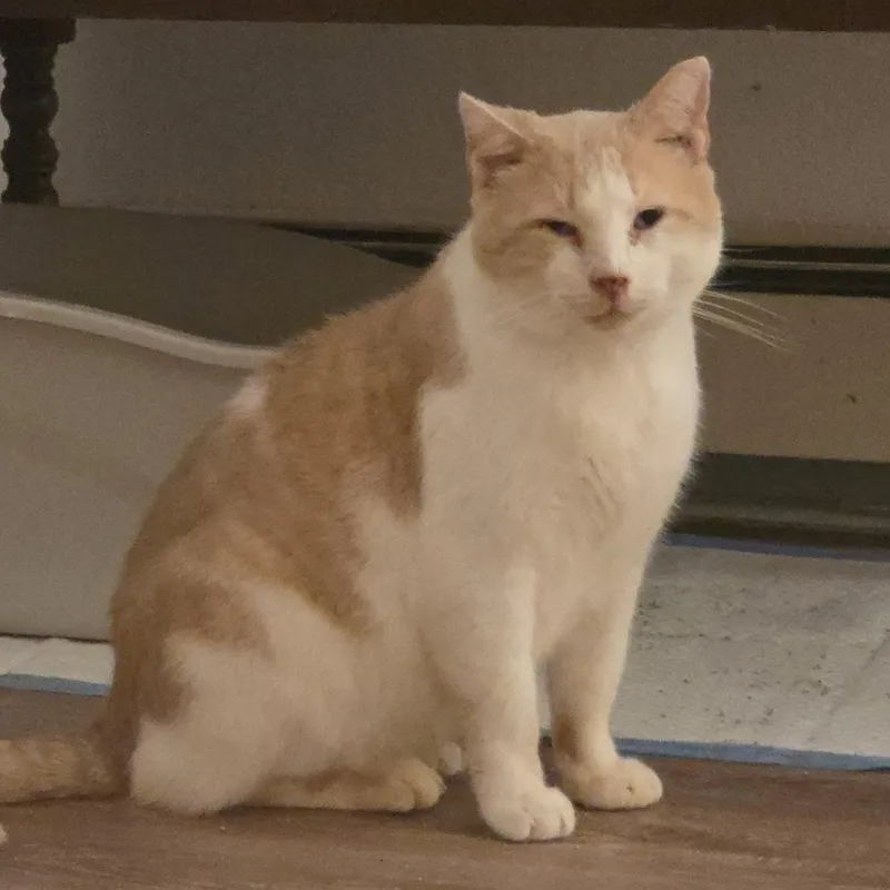 An adult large-sized male Buff & White Domestic Short Hair cat named Blondie for adoption in Pardeeville, WI