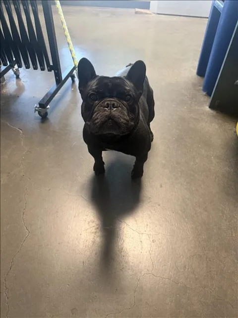 An adult small-sized male French Bulldog dog named Bentley for adoption in Chatsworth, CA