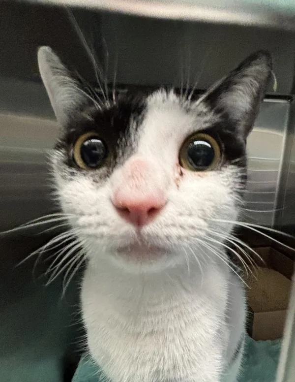 An adult medium-sized female Domestic Short Hair cat named Sobe for adoption in Ridgewood, NY