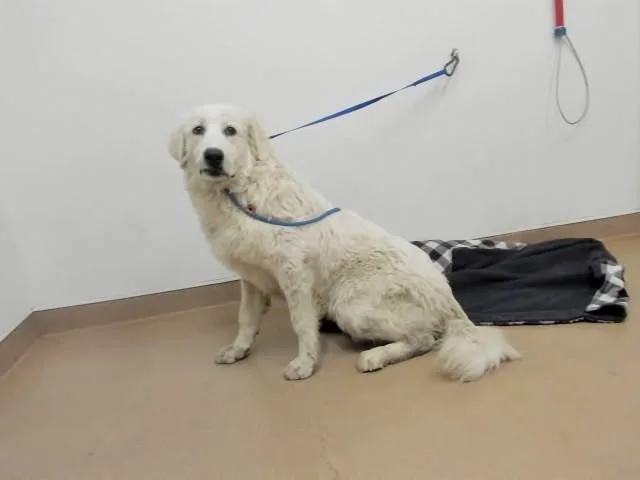 A young small-sized female Great Pyrenees dog named Yzma for adoption in Hayward, CA