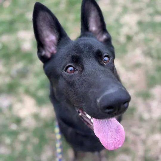 Marker Thief thumbnail 2