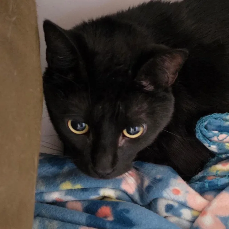 Panther thumbnail 2