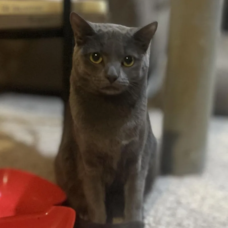 An adult small-sized female Gray / Blue / Silver Russian Blue cat named Sally for adoption in Philadelphia, PA