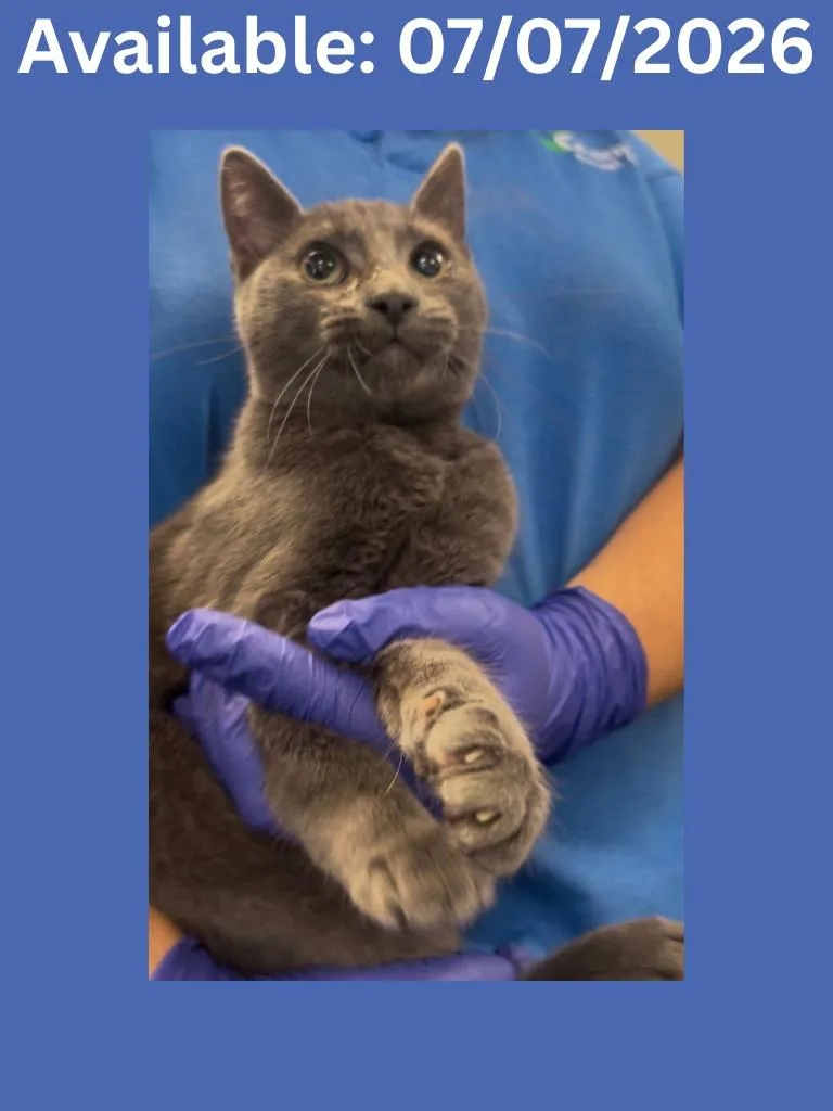 A baby medium-sized male Domestic Short Hair cat named Cat Condo for adoption in Greenville, TX
