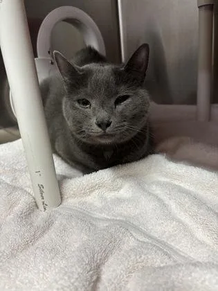 An adult small-sized female Domestic Short Hair cat named Lc for adoption in Cincinnati, OH