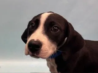 Snoop Dogg