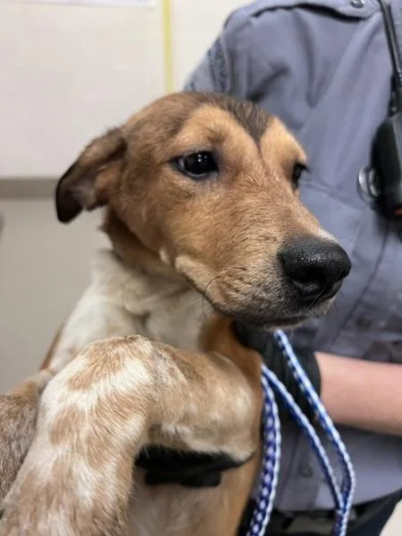 A young medium-sized female Pit Bull Terrier dog named Freya for adoption in Austin, TX