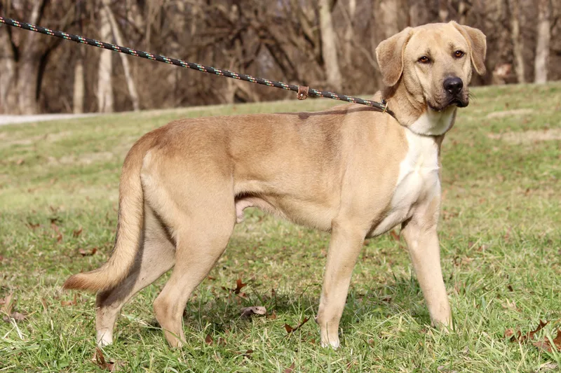 Slim Jim thumbnail 2