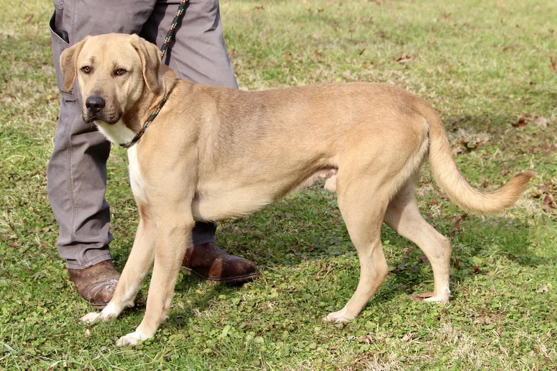 Slim Jim thumbnail 3