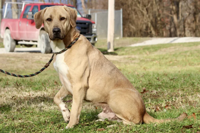 Slim Jim thumbnail 5