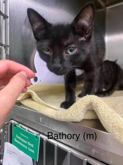A baby small-sized male Domestic Short Hair cat named Bathory for adoption in Hobart, IN