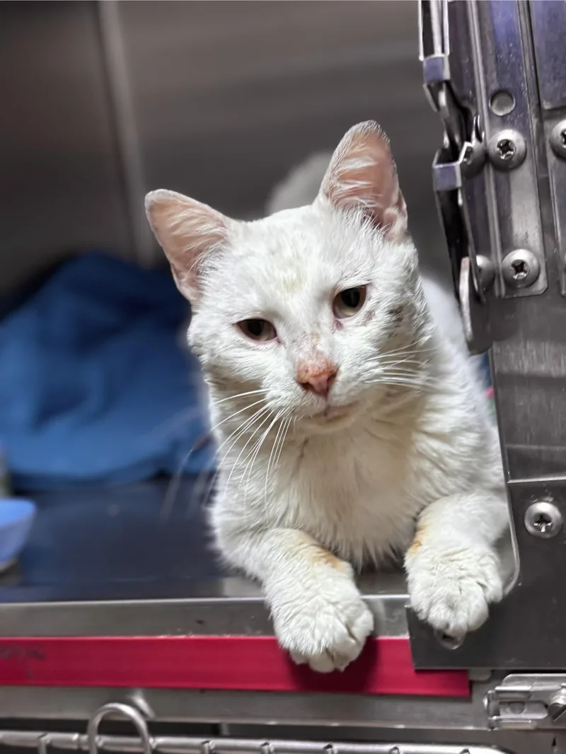 A young medium-sized male Domestic Short Hair cat named Wedge for adoption in Collierville, TN