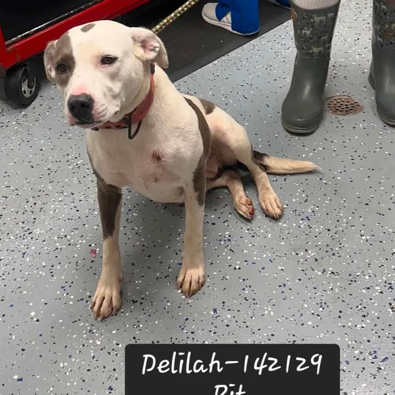 An adult medium-sized female Pit Bull Terrier dog named Delilah for adoption in New Tazewell, TN