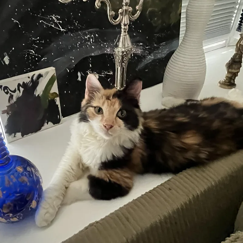 Missy Meow Meow thumbnail 2