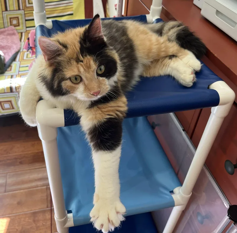 Missy Meow Meow thumbnail 4