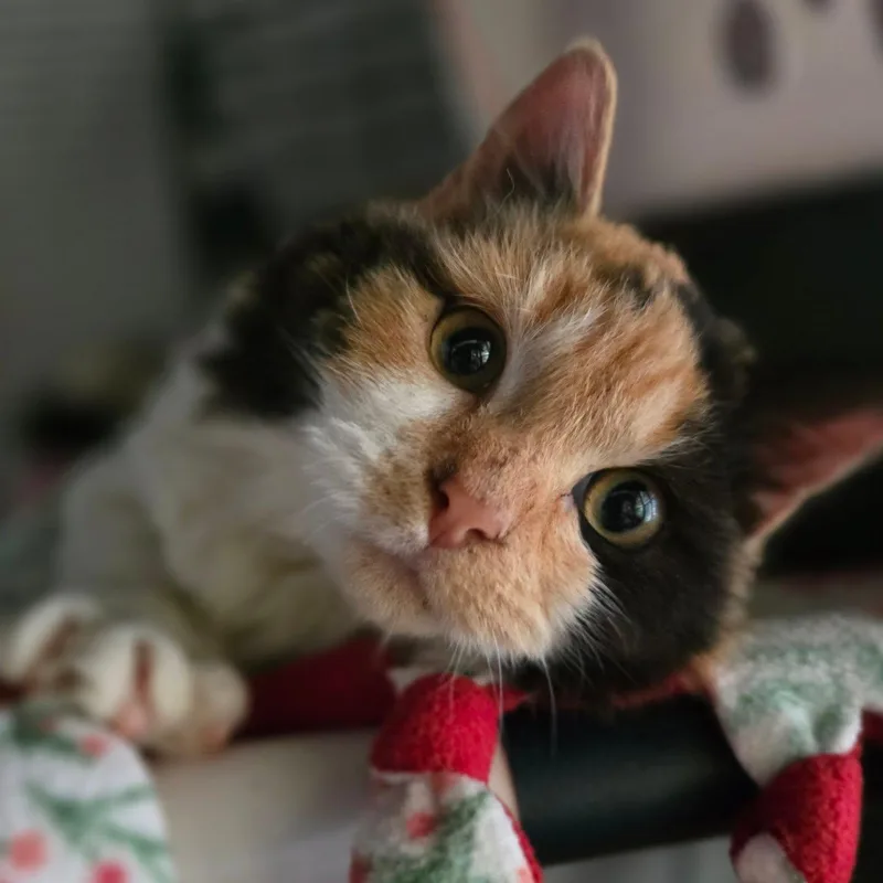 A baby medium-sized female Calico Domestic Medium Hair cat named Missy Meow Meow for adoption in Santa Clara, CA