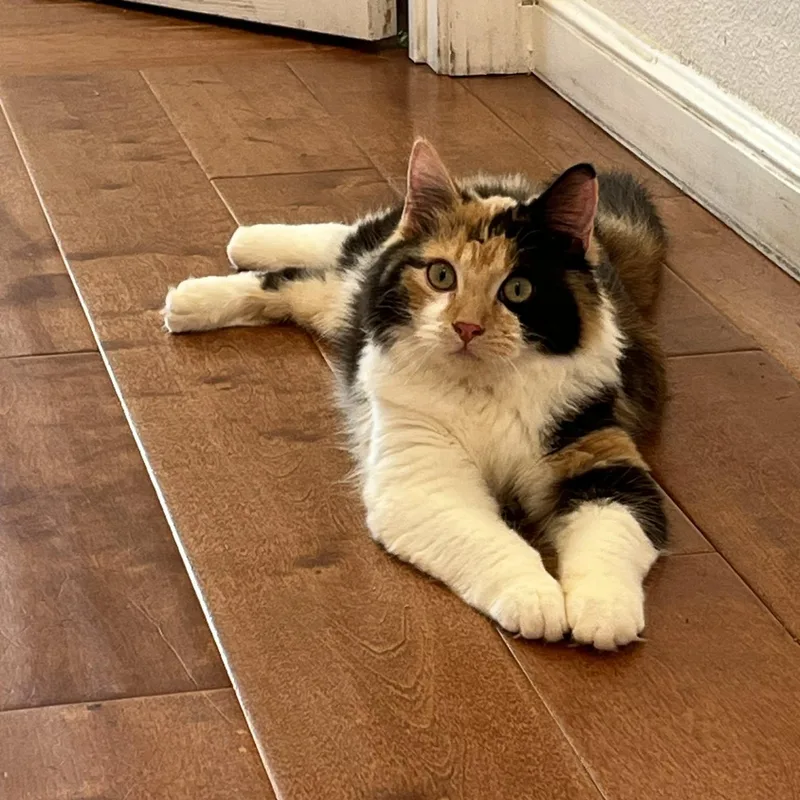 Missy Meow Meow thumbnail 5