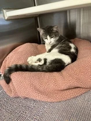 An adult medium-sized female Domestic Short Hair cat named Feather for adoption in Fergus Falls, MN