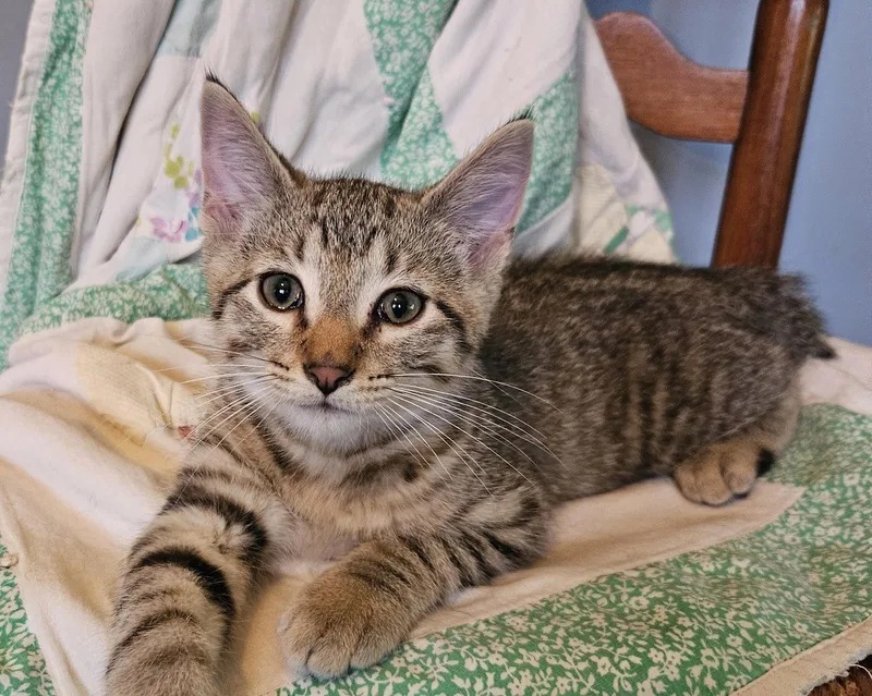 A baby large-sized male Domestic Short Hair cat named Bowie for adoption in Greenville, IL