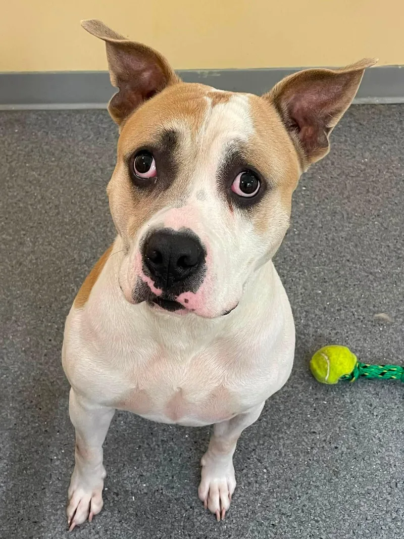 An adult medium-sized male Pit Bull Terrier dog named Butch for adoption in Covington, VA