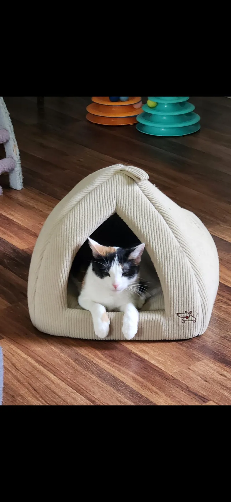 A young medium-sized female Domestic Medium Hair cat named Annie for adoption in Stamford, CT