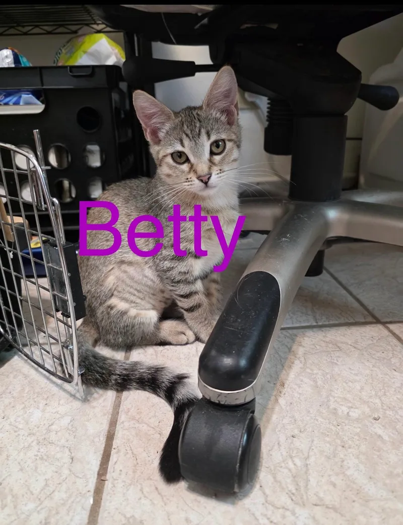 A young small-sized female Tabby (Brown / Chocolate) Tabby cat named Betty for adoption in Tucson, AZ