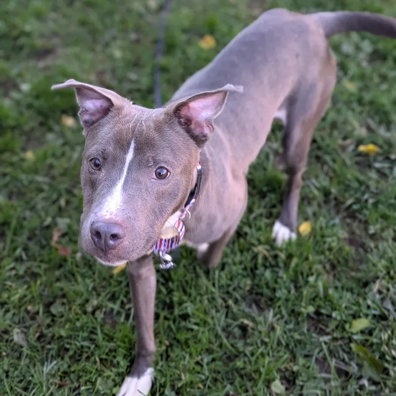 A young medium-sized male Gray / Blue / Silver Mixed Breed dog named Litchfield for adoption in Syracuse, NY