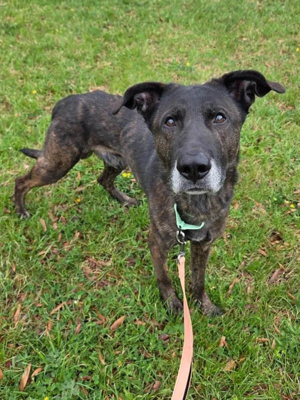 An adult large-sized male Dutch Shepherd dog named Gooby for adoption in Millersville, MD
